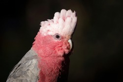 Galah - Pink and Grey Cockatoo