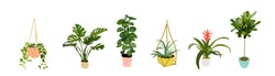 potted plants collection. succulents and house plants. hand drawn vector art. 
Set of house indoor plant vector.