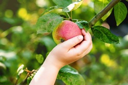 Red ripe apple on an apple tree branch and hand of child touching it in the garden. Apples harvesting.