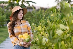 Young beautiful asian farmer woman holding lemon basket and checking or looking at lemon tree in her garden.