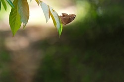 Brown butterfly on green leaf in forest, insect life in nature concept. Being in forest for animal life with green bokeh back ground, orange light and space.