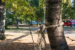 Rope Secure Tied Around Tree Trunk Strength Outdoors Morning