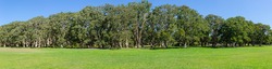 Panoramic view of forest with the green grass field and blue sky in the background at Centennial Park, Sydney, Australia.