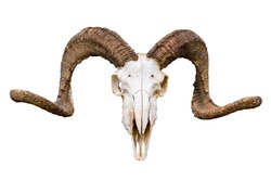 Beautiful Natural curved horns rams with its skull on white isolated background.
