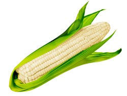 Fresh white corn with leaves set isolated on white background