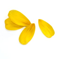 Yellow petals of the tulip on white background