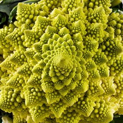 A closeup of A Romanesco broccoli (also known as Roman cauliflower) with visually striking fractal form 
