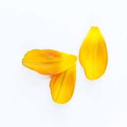 Yellow petals of the tulip on the white background