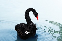 A black swan swimming on a pool of blue water. Cygnus