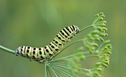 Caterpillar of swallowtail