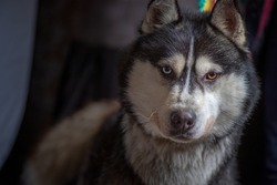 Portrait of a Siberian husky close-up on a dark background.