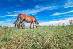 A horse is grazing in a field under a blue summer sky.