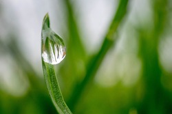 A large dew drop on a blade of grass creates an optical lens.