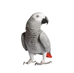 Beautiful parrot on a white background
