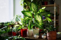 Florist or botany concept: decorative plants in pots on a table in flower shop. Artificial plants in the interior of greenhouse. Natural flora background. High quality photo