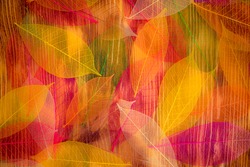 Autumn leaves texture. Abstract background