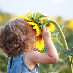 Cute child with sunflower in summer field