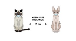 Keep the distance 2 m. Coronavirus infection spreading prevention information sign with cute hand drawn cats in medical masks.  Siamese cat and sphynx cat