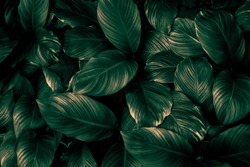 The concept of leaves of Cannifolium spathiphyllum, abstract dark green surface