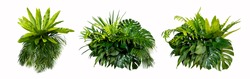 Green leaves of tropical plants bush (Monstera, palm, rubber plant, pine, bird’s nest fern) floral arrangement indoors garden nature backdrop isolated on white background thailand, clipping path. 