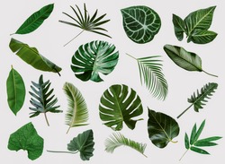 More beautiful exotic tropical leaves, isolated leaf background