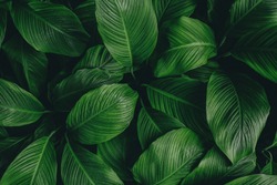 tropical leaves,(Spathiphyllum cannifolium)dark green foliage in jungle, nature background