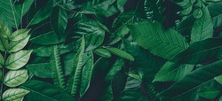 Background with dark green tropical leaves, fresh flat background. Flat lay. Nature concept