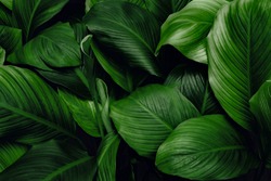 leaves of Spathiphyllum cannifolium, abstract green dark texture, nature background, tropical leaf