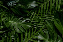 Abstract green leaves nature texture background.( Monstera,palm,coconut,banana,fern)Creative layout for design