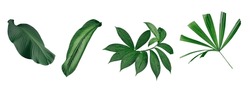 Set of green leaves and tropical plant leaves on white background for Flat layd.clipping path design elements.