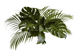 Group Green leaves tropical foliage plant bush of philodendron, dracaena and fern floral arrangment nature backdrop isolated on white background, clipping path included.