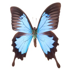 Blue emperor butterfly isolated on a white background with clipping path