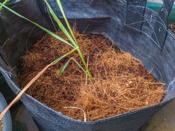 Close Up Brown Soil and Cocopeat with Baby Lemongrass in Black Bag