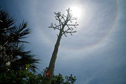 Dramatic low angle view of tall agave flower stalk in front of sun with halo and lens flare. Also known as century plant and a member  of the asparagus family. 