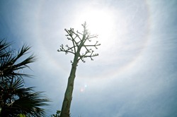Dramatic low angle view of agave flower stalk in front of sun with halo, lens flare and palm trees. Also known as century plant and a member  of the asparagus family. 
