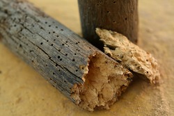 Brittle piece of wood decayed by woodworms