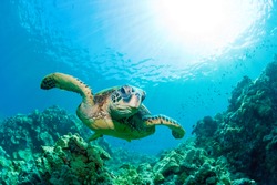 green sea turtle with sunburst in background underwater