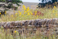 limestone fence, Kansas sunflowers, Tallgrass Prairie National Preserve