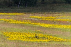 autumn wildflowers in Flint Hills of Kansas; Tallgrass Prairie National Preserve