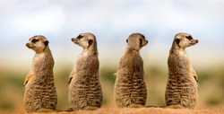 MEERKAT suricata suricatta, ADULTS LOOKING AROUND, SITTING ON SAND, NAMIBIA  