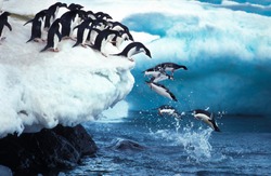 Adelie Penguin, pygoscelis adeliae, Group Leaping into Ocean, Paulet Island in Antarctica    