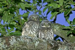 LITTLE OWL athene noctua, CHIK STANDING ON BRANCH NEAR NEST, NORMANDY IN FRANCE  