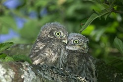 LITTLE OWL athene noctua, CHIK STANDING ON BRANCH NEAR NEST, NORMANDY IN FRANCE  