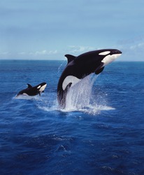 KILLER WHALE orcinus orca, MOTHER AND CALF LEAPING  