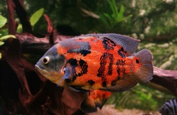 Tiger Oscar Fish, astronotus ocellatus, Adult  
