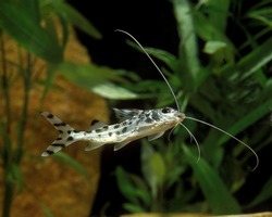 Spotted Pimelodus or Pictus Catfish, pimelodus pictus, Aquarium Fish  