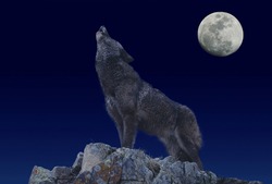 European Wolf, canis lupus, Adult Howling at the Moon  