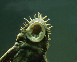 Medusa Pleco, ancistrus ranunculus, Close up of Mouth  