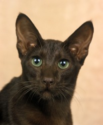Havana Brown Domestic Cat, Portrait of Adult  