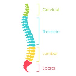 Spinal cord anatomical scheme, vector illustration on white background
